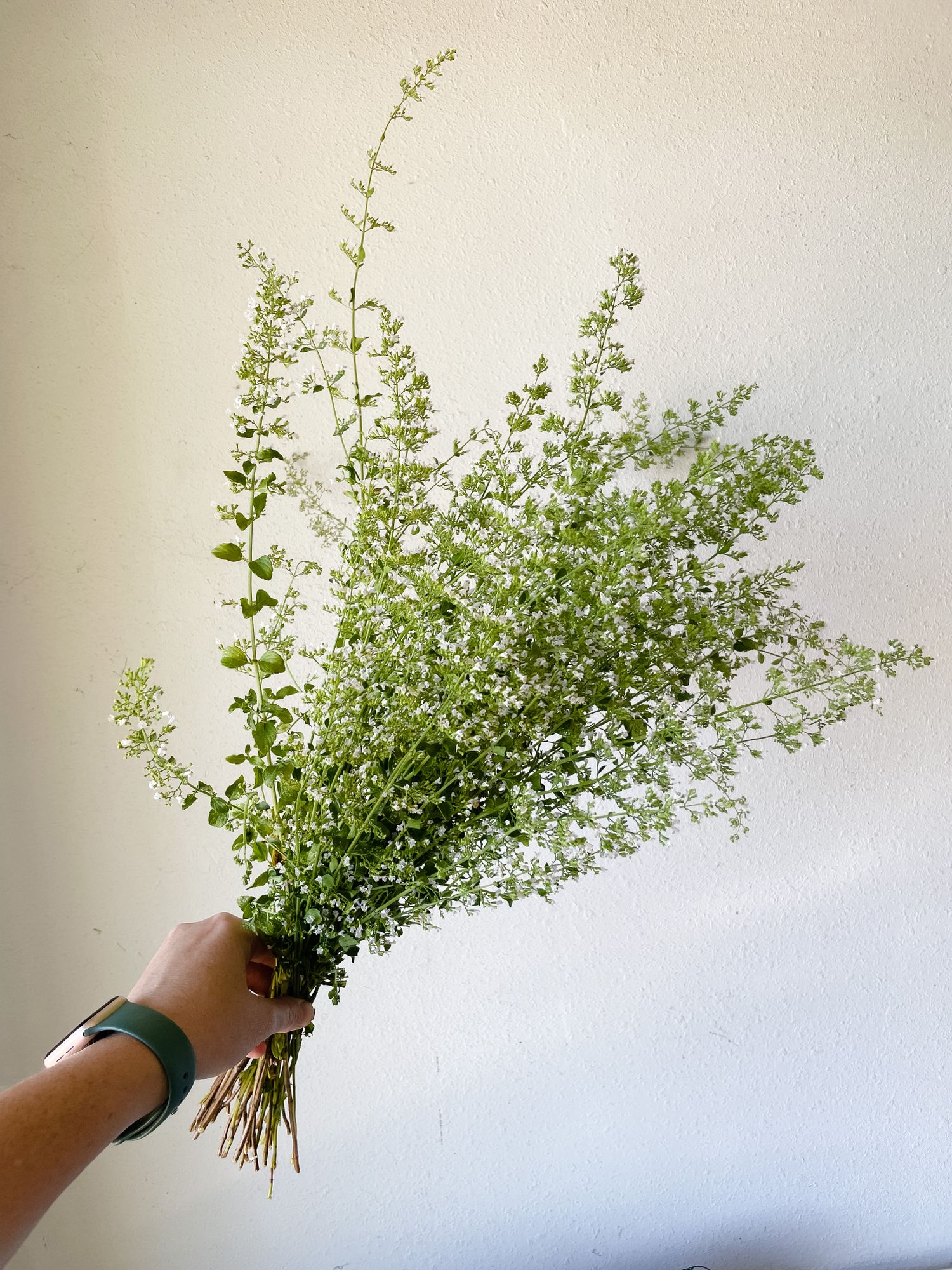 CALAMINTHA nepeta