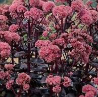 SEDUM montanum