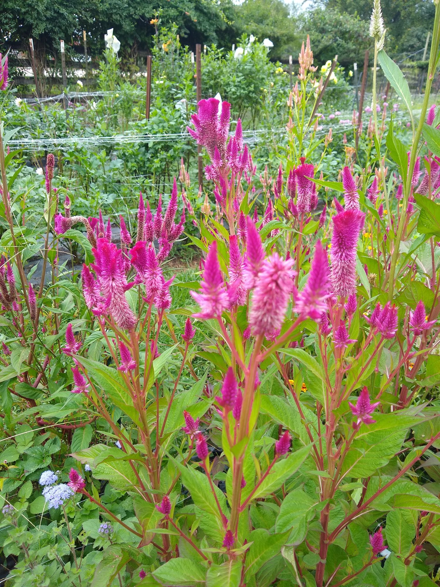 CELOSIA