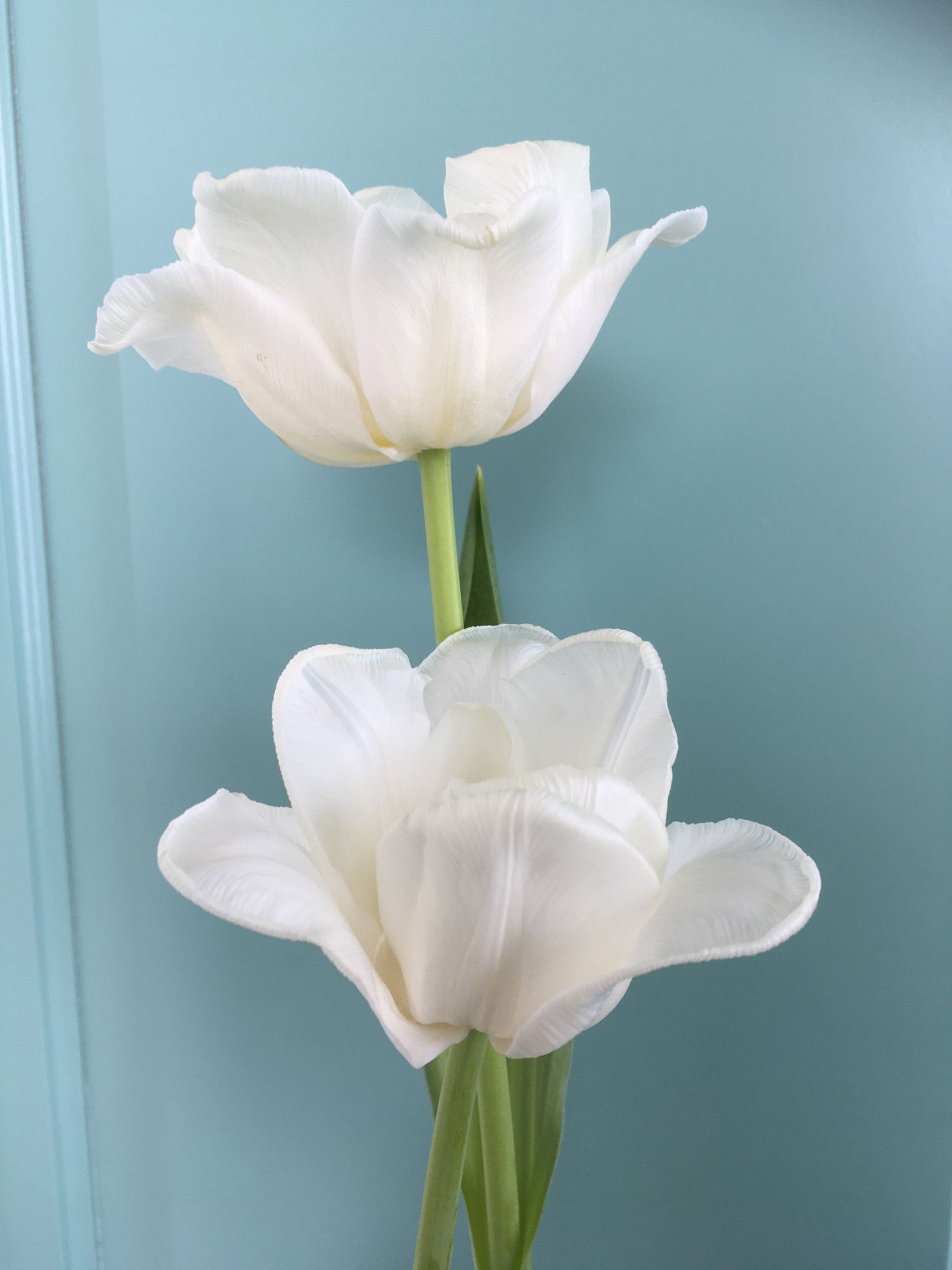 TULIPA Mondial