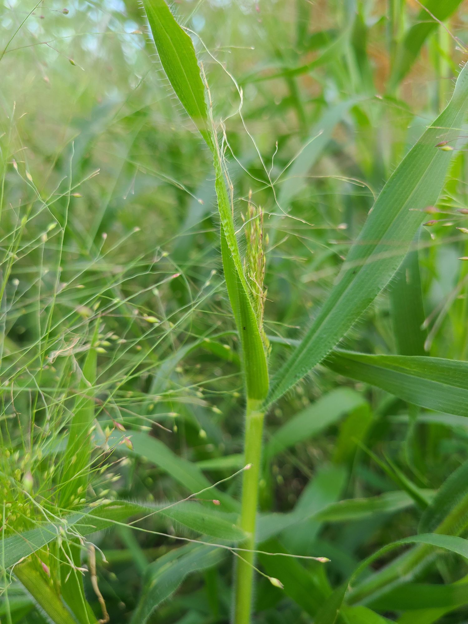 PANICUM elegans