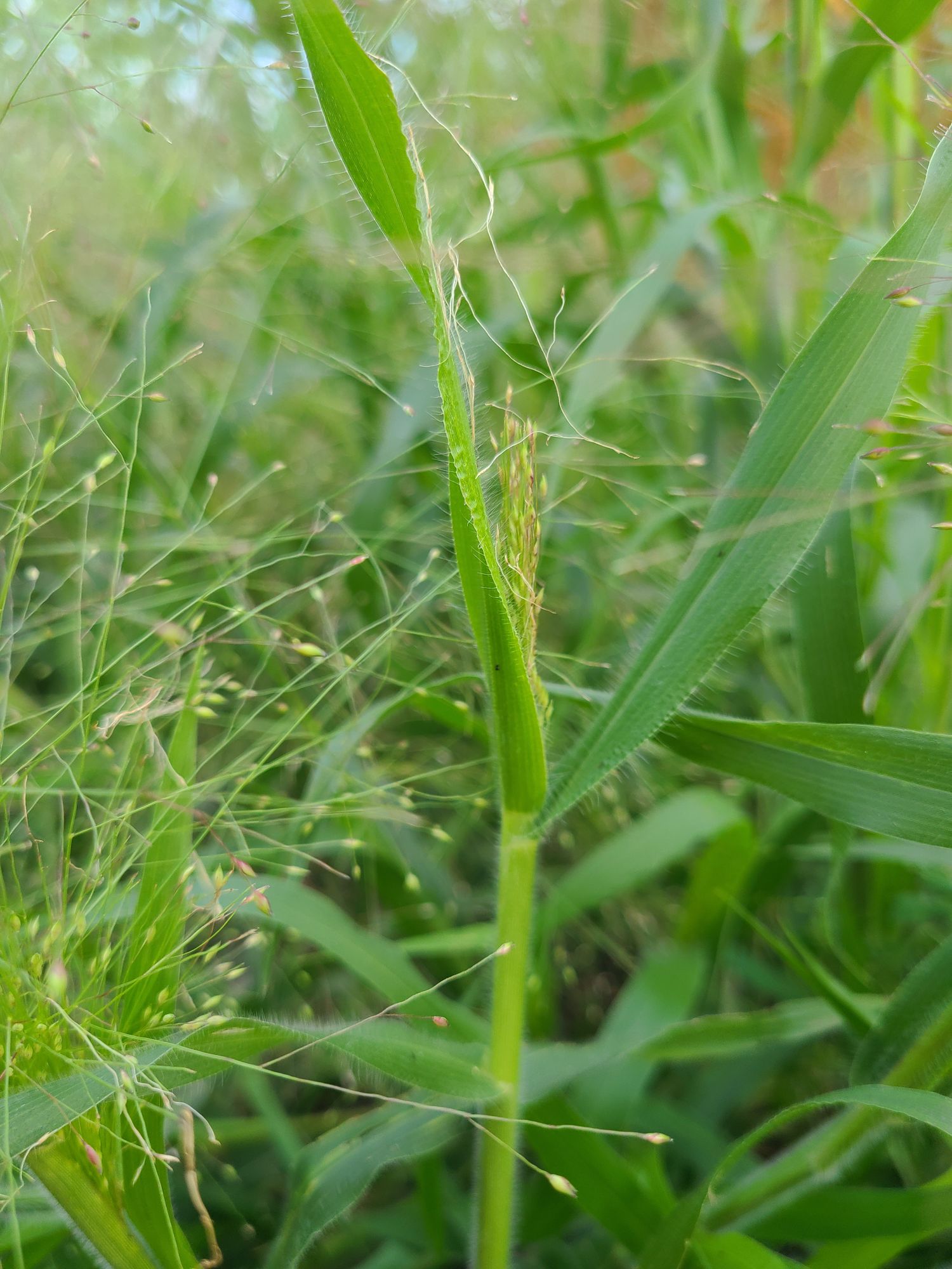 PANICUM elegans