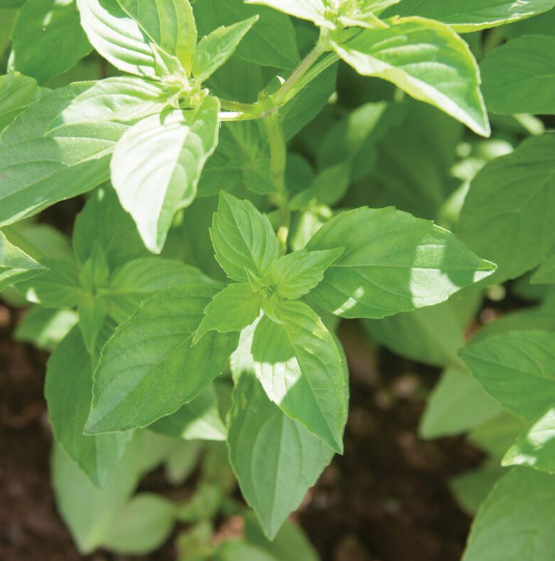 OCIMUM americanum Lemonette