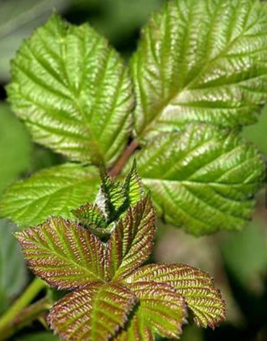 RUBUS ulmifolius