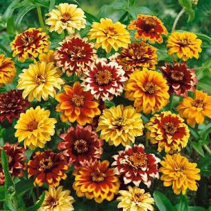 ZINNIA haageana Persian Carpet