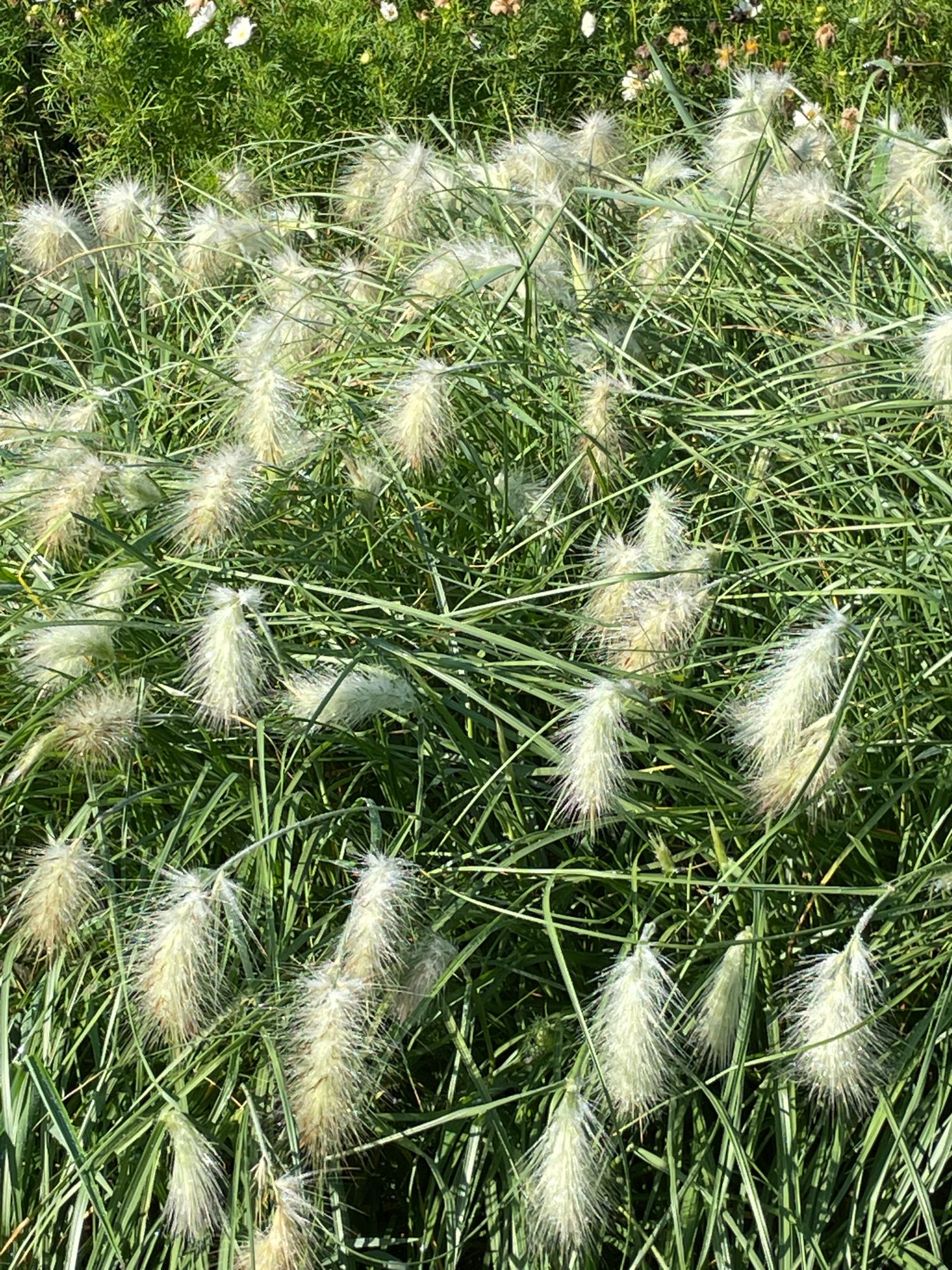 PENNISETUM villosum Feather Top