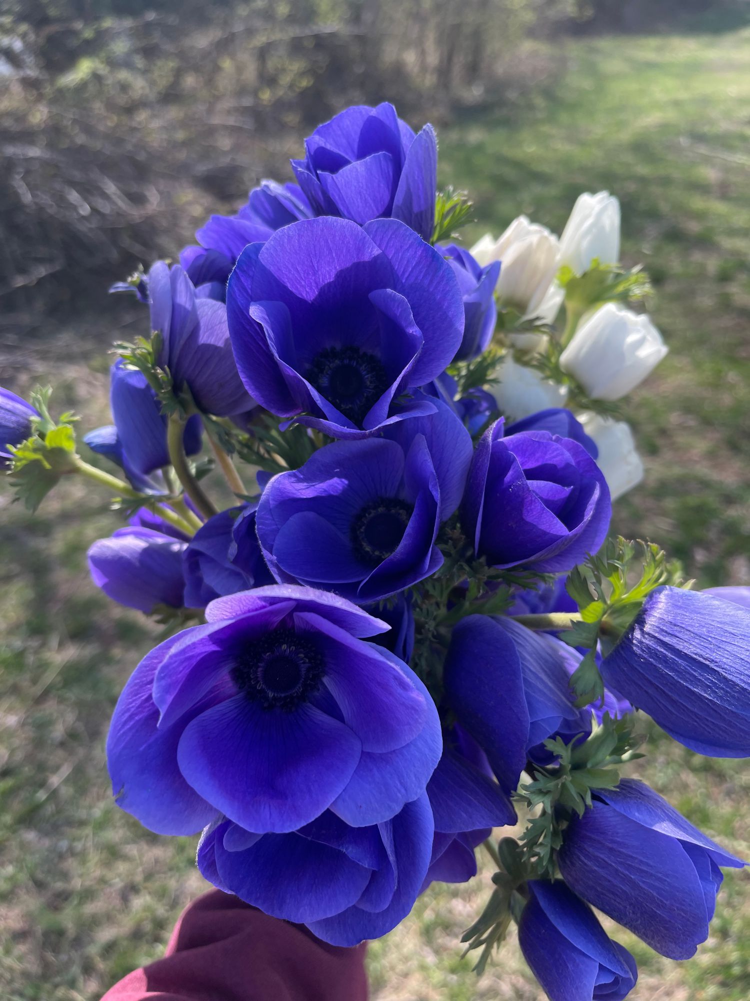 ANEMONE coronaria Galilee