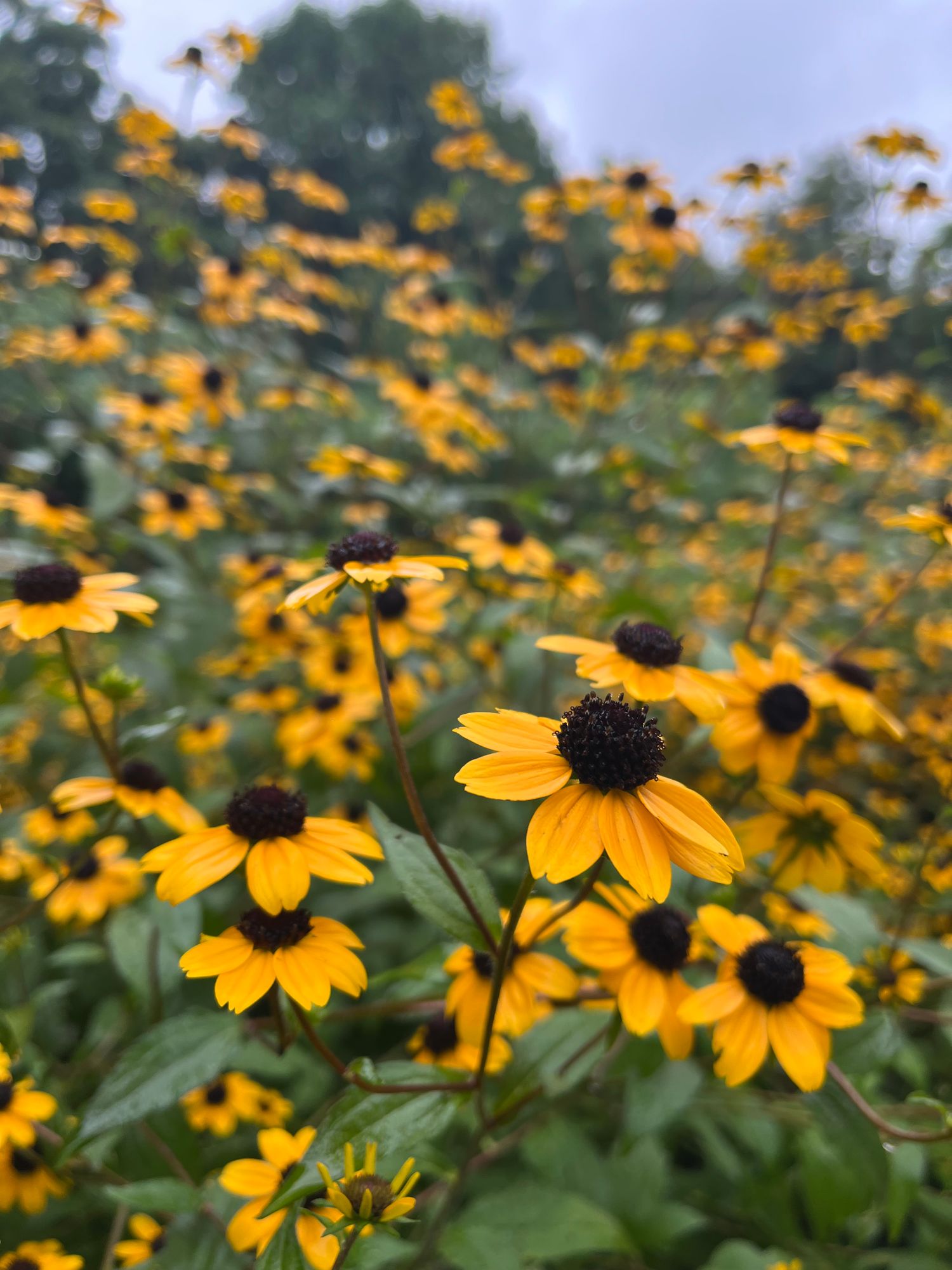RUDBECKIA triloba