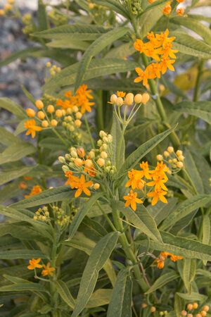 ASCLEPIAS curassavica