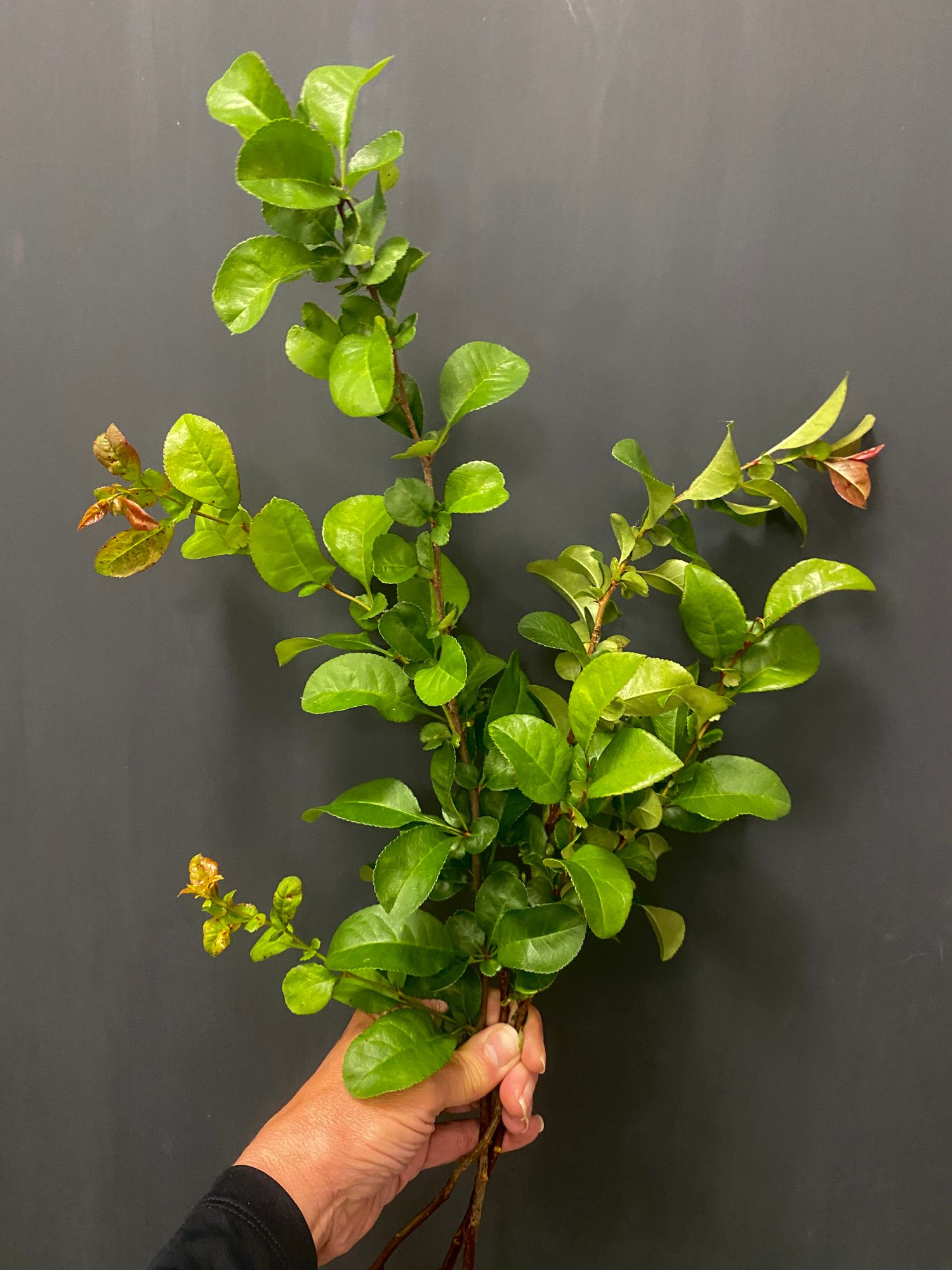CHAENOMELES speciosa