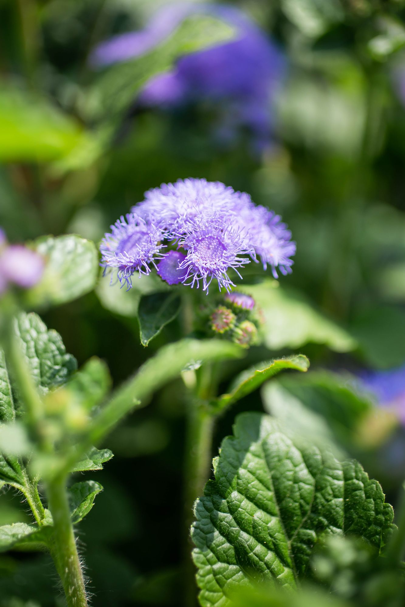 AGERATUM houstonianum Blue Horizon
