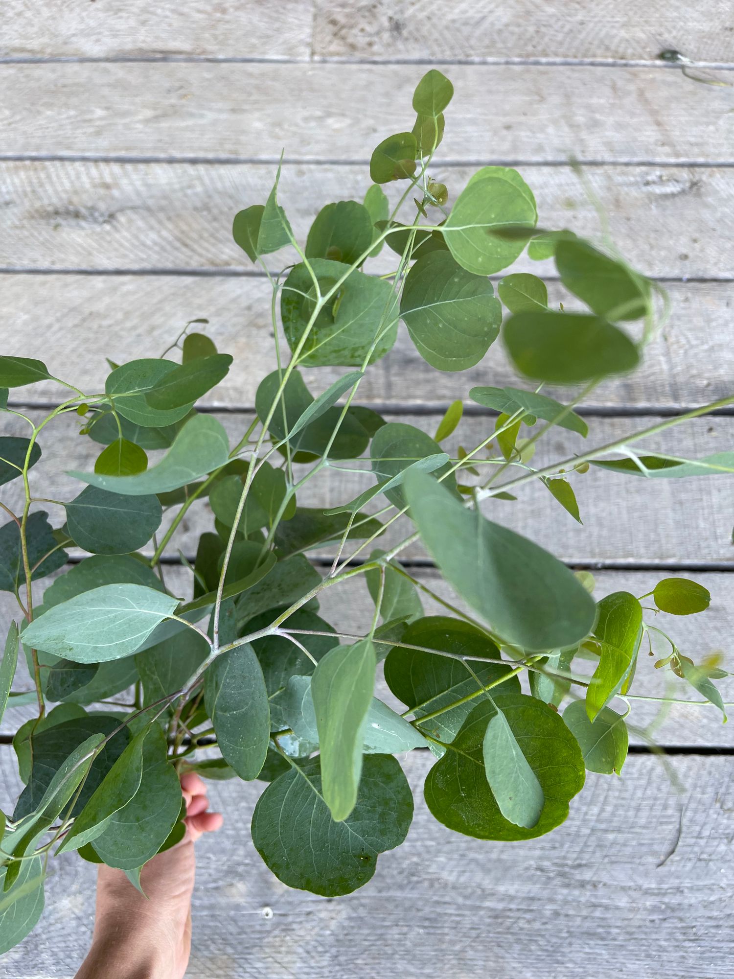 EUCALYPTUS polyanthemos