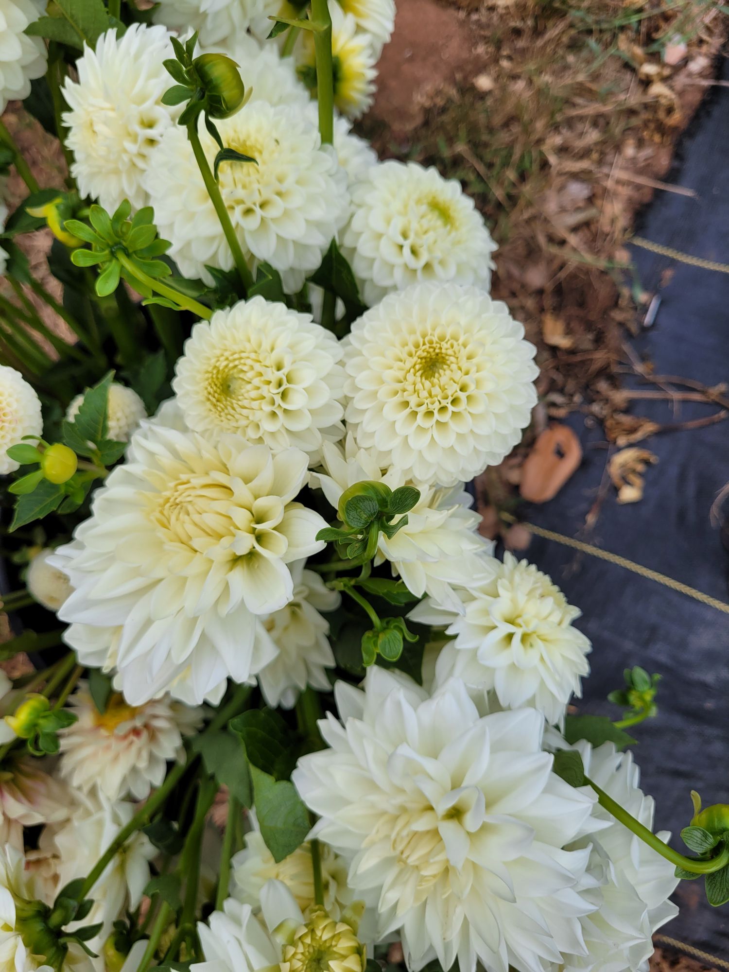 DAHLIA