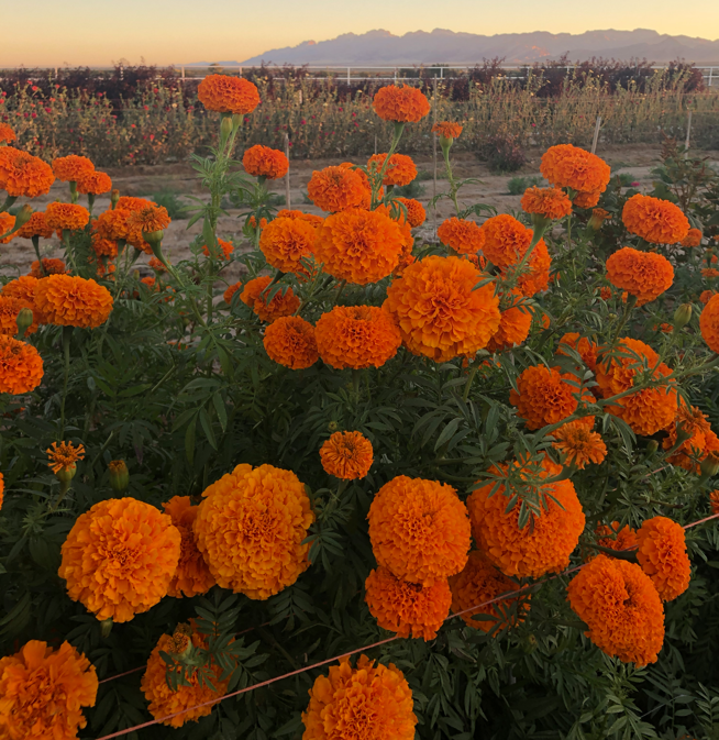 TAGETES patula Naughty Marietta