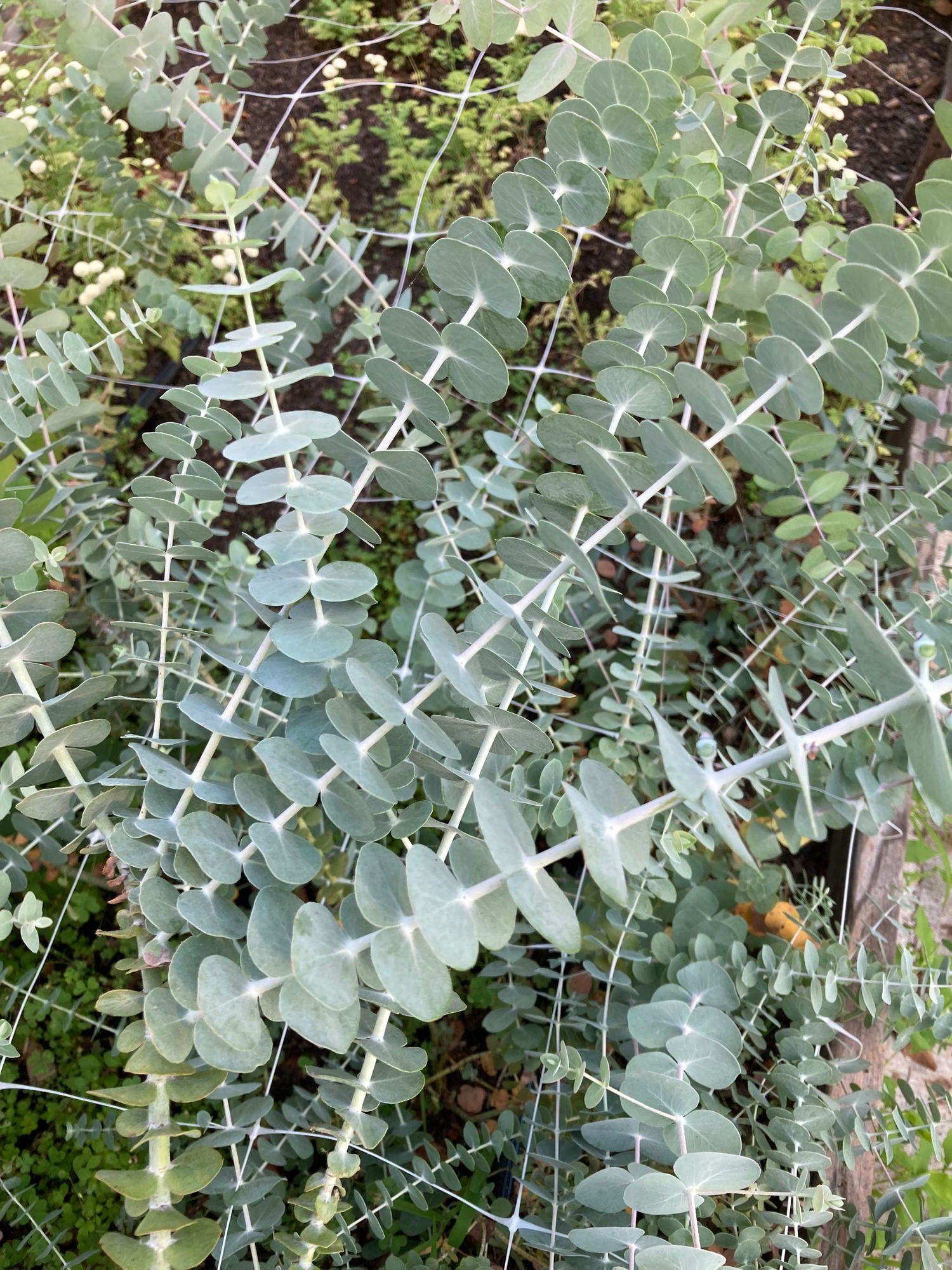 EUCALYPTUS