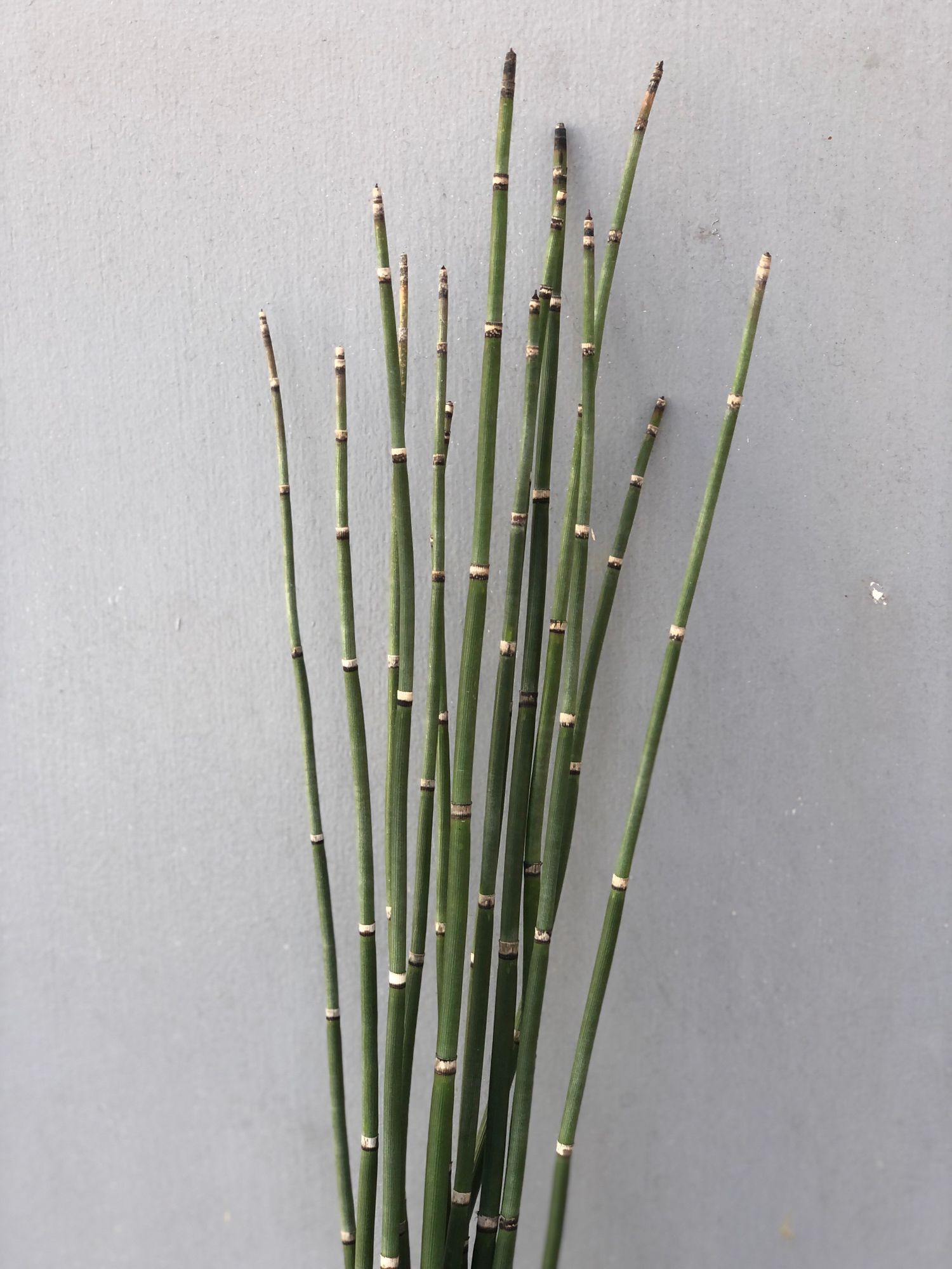 EQUISETUM