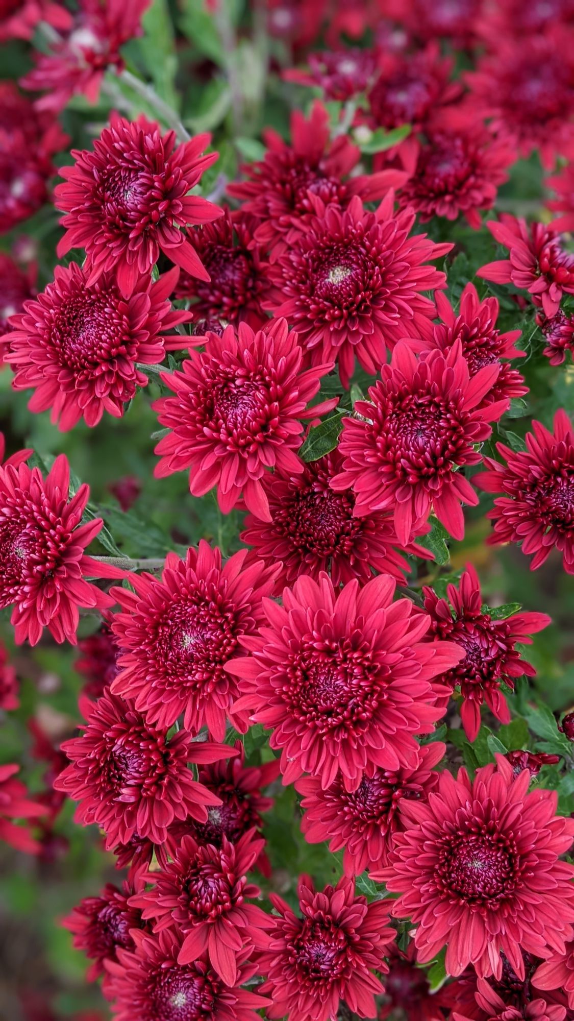 CHRYSANTHEMUM