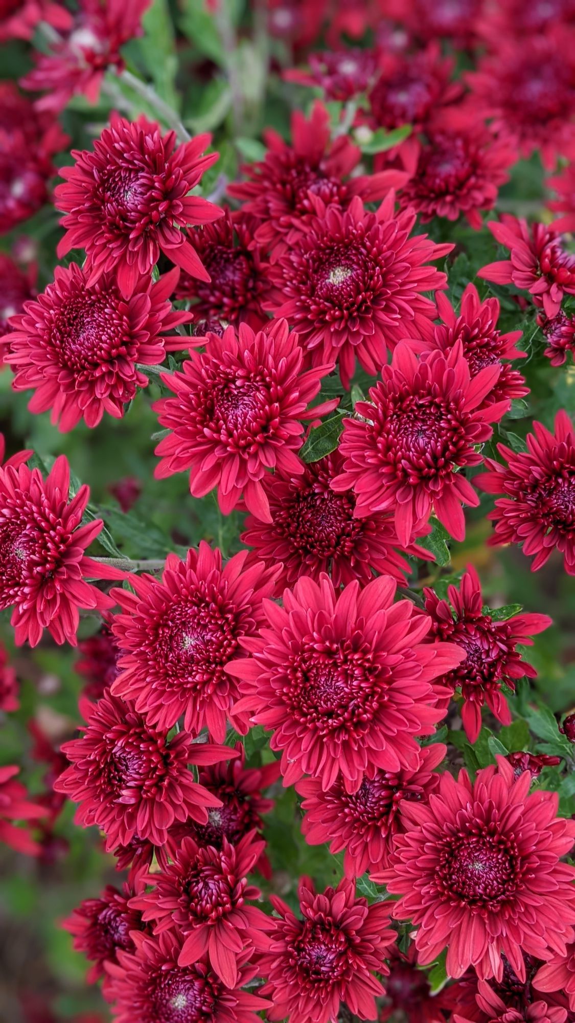 CHRYSANTHEMUM