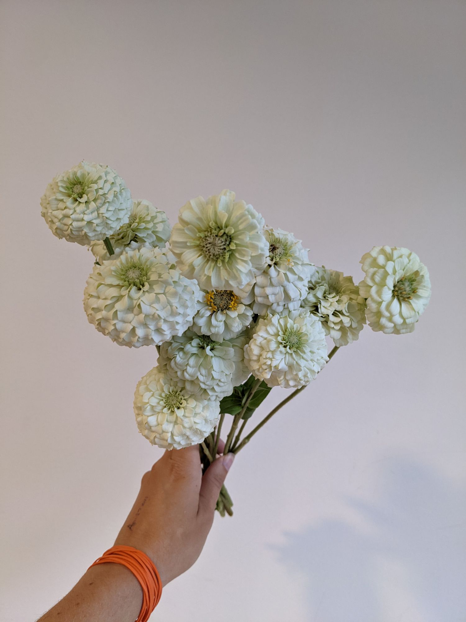 ZINNIA elegans Oklahoma Series