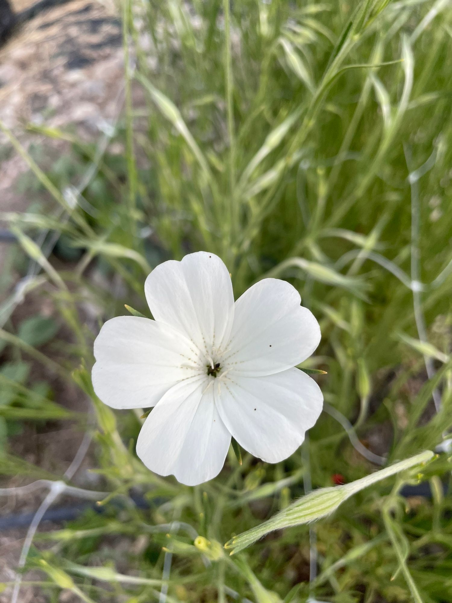 AGROSTEMMA githago