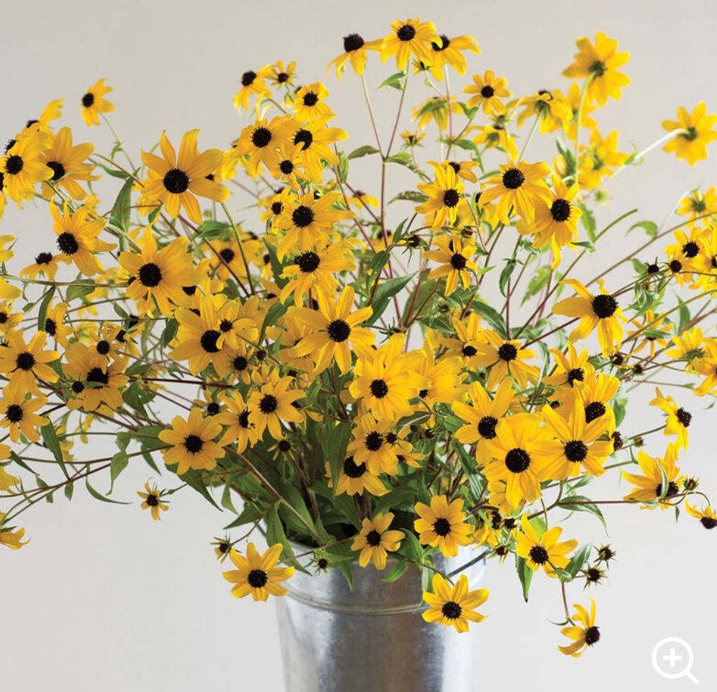 RUDBECKIA triloba