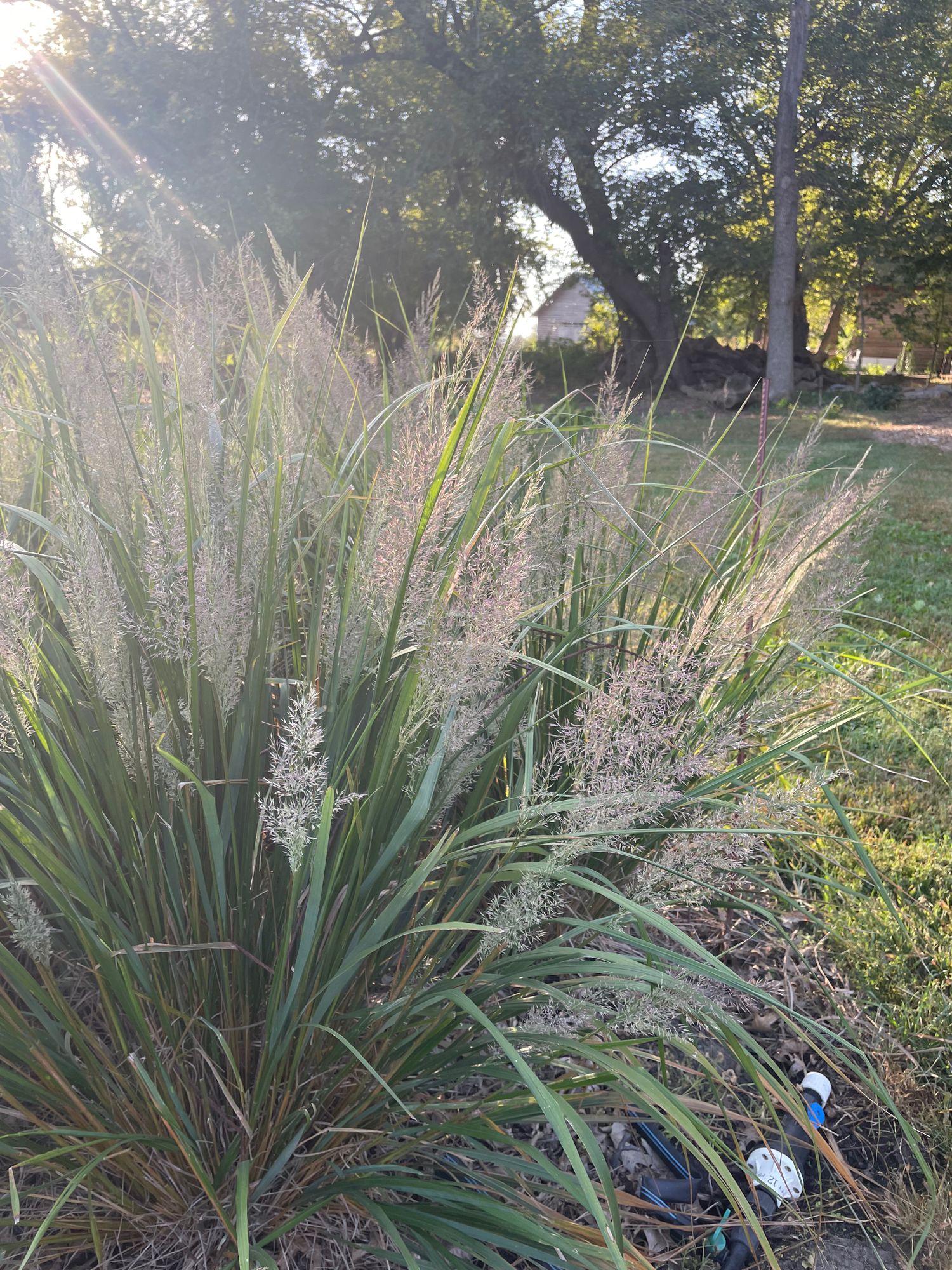 CALAMAGROSTIS brachytricha