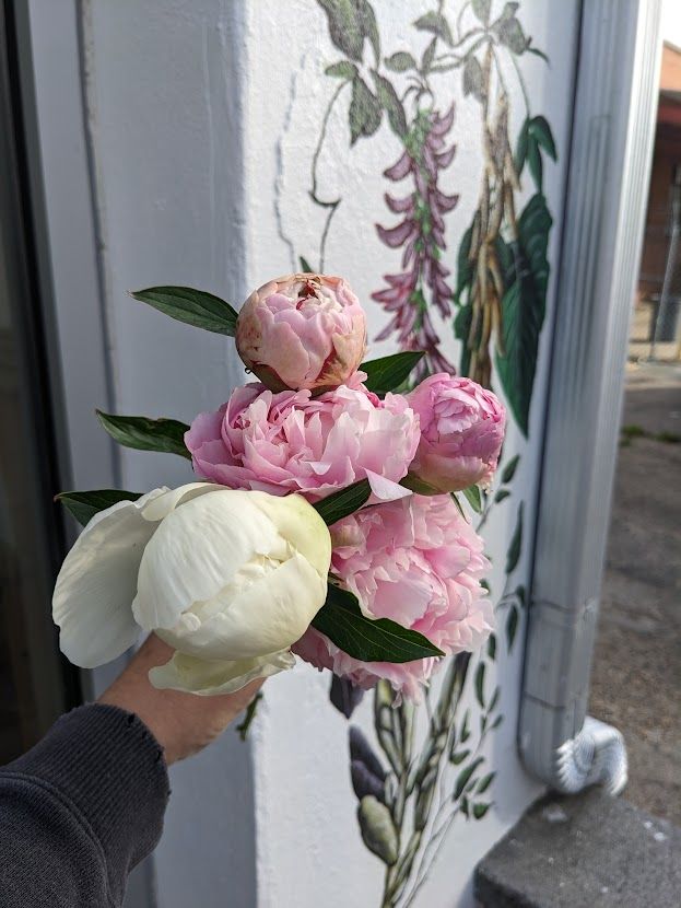PAEONIA