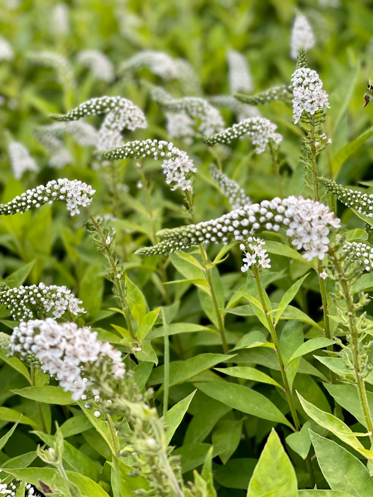 LYSIMACHIA clethroides