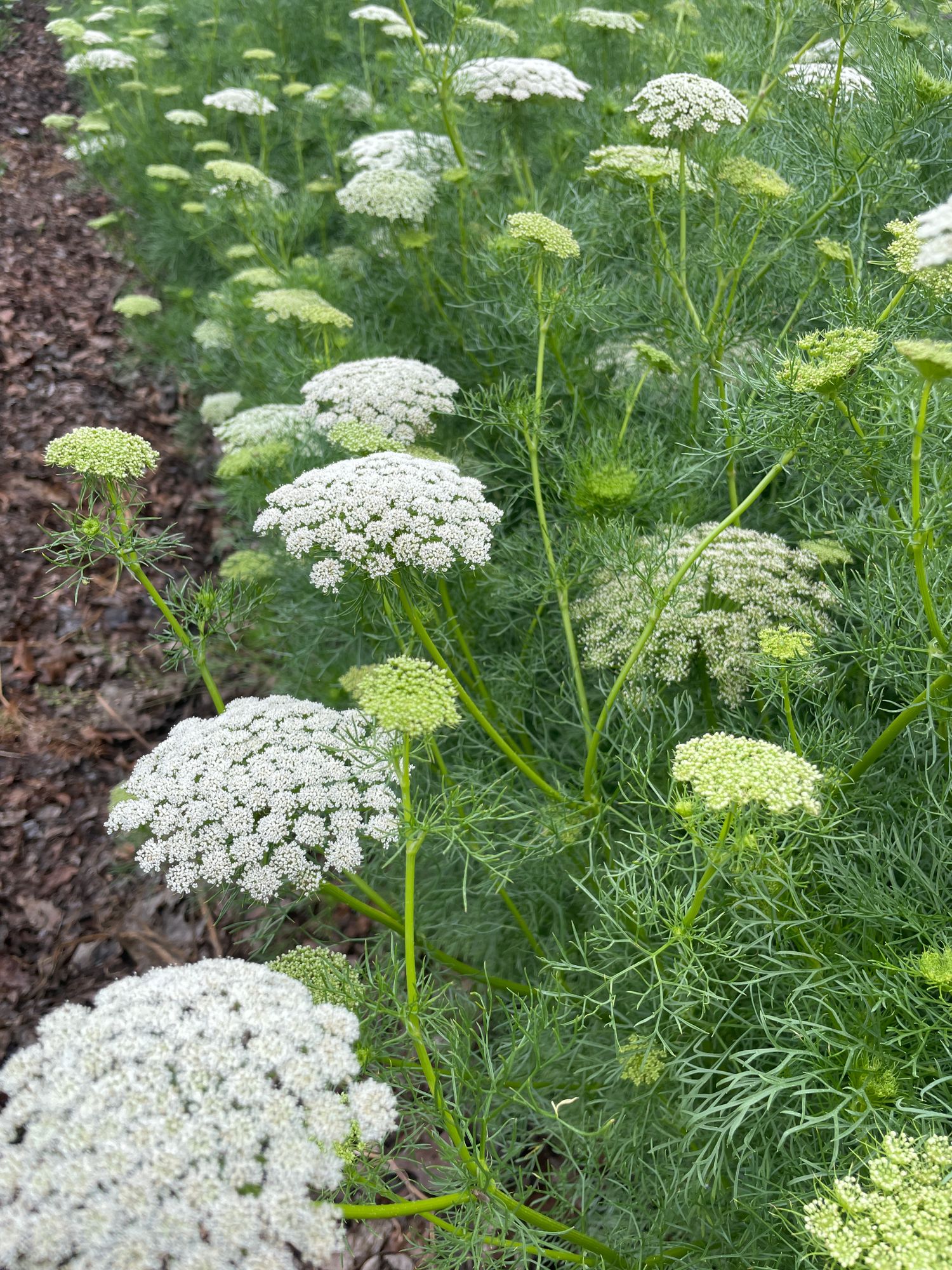 AMMI visnaga Green Mist