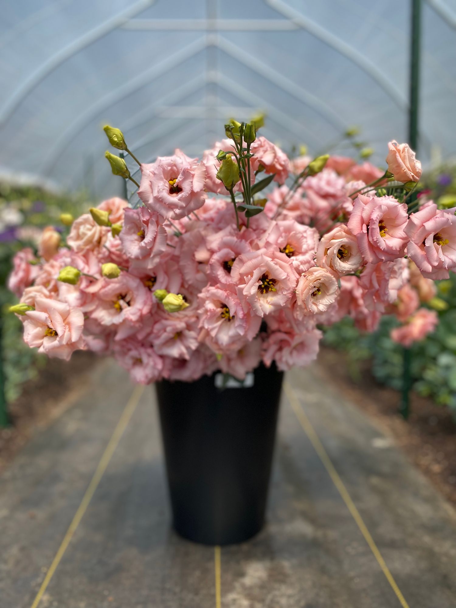 EUSTOMA grandiflorum Corelli