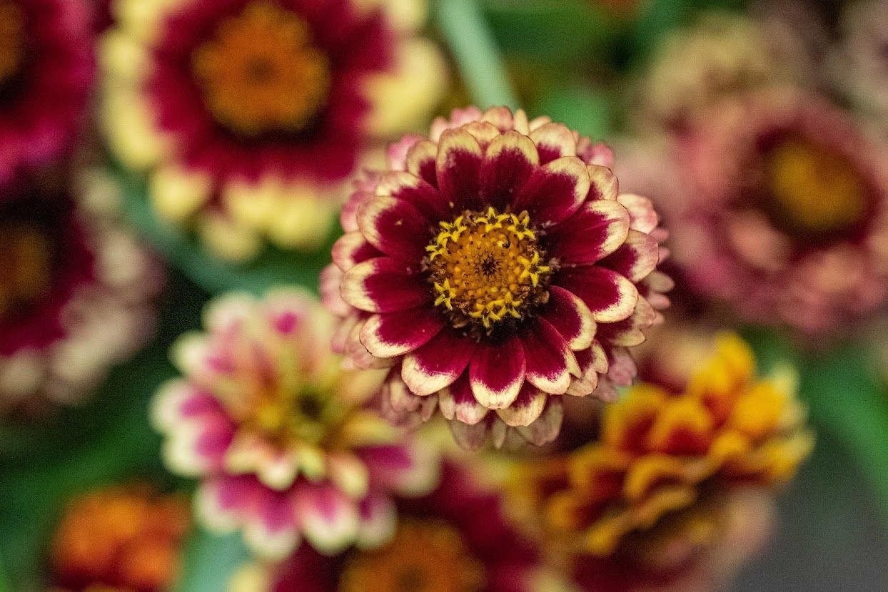 ZINNIA haageana Jazzy Mix