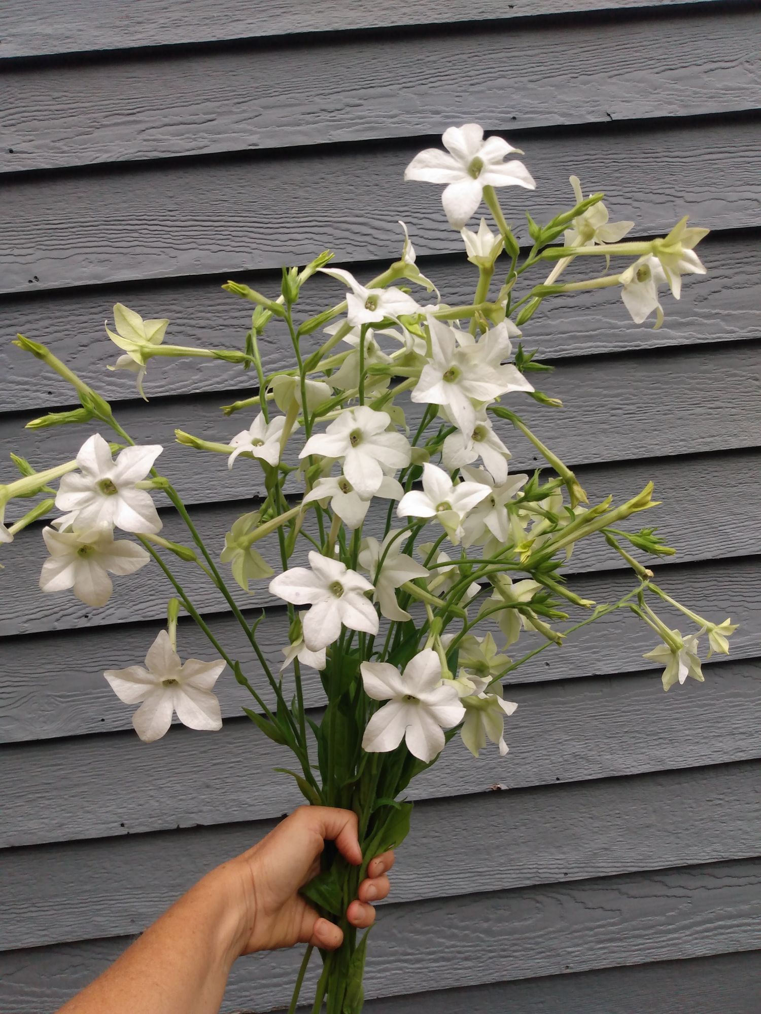 NICOTIANA alata Grandiflora