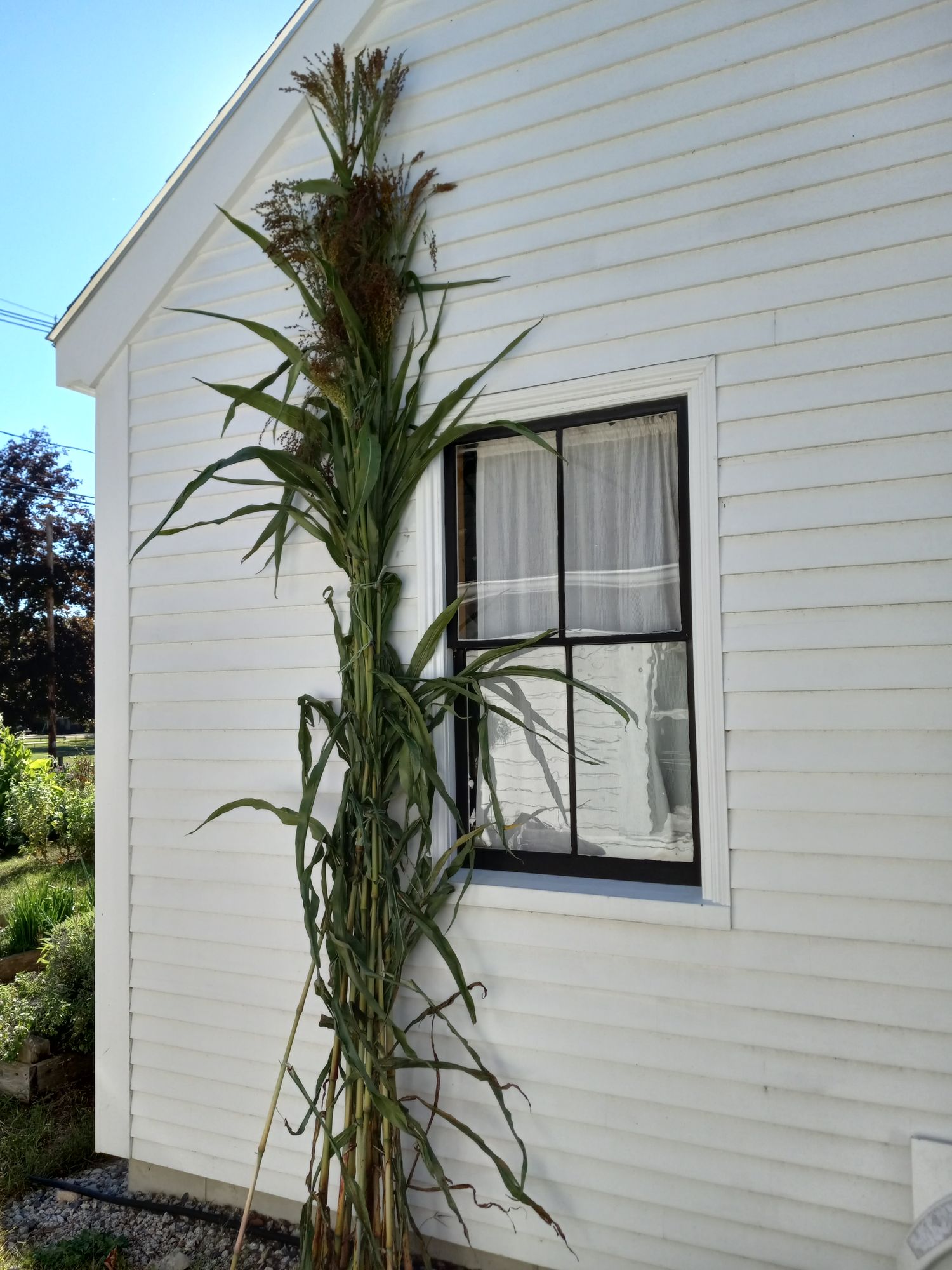 SORGHUM vulgare