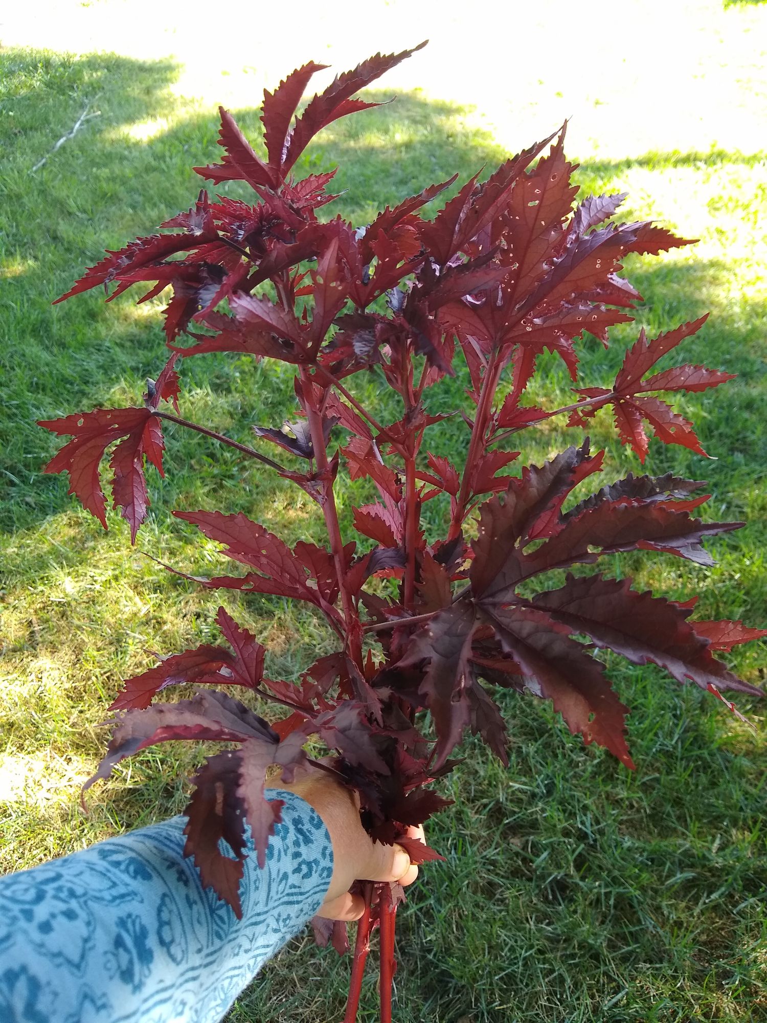 HIBISCUS acetosella