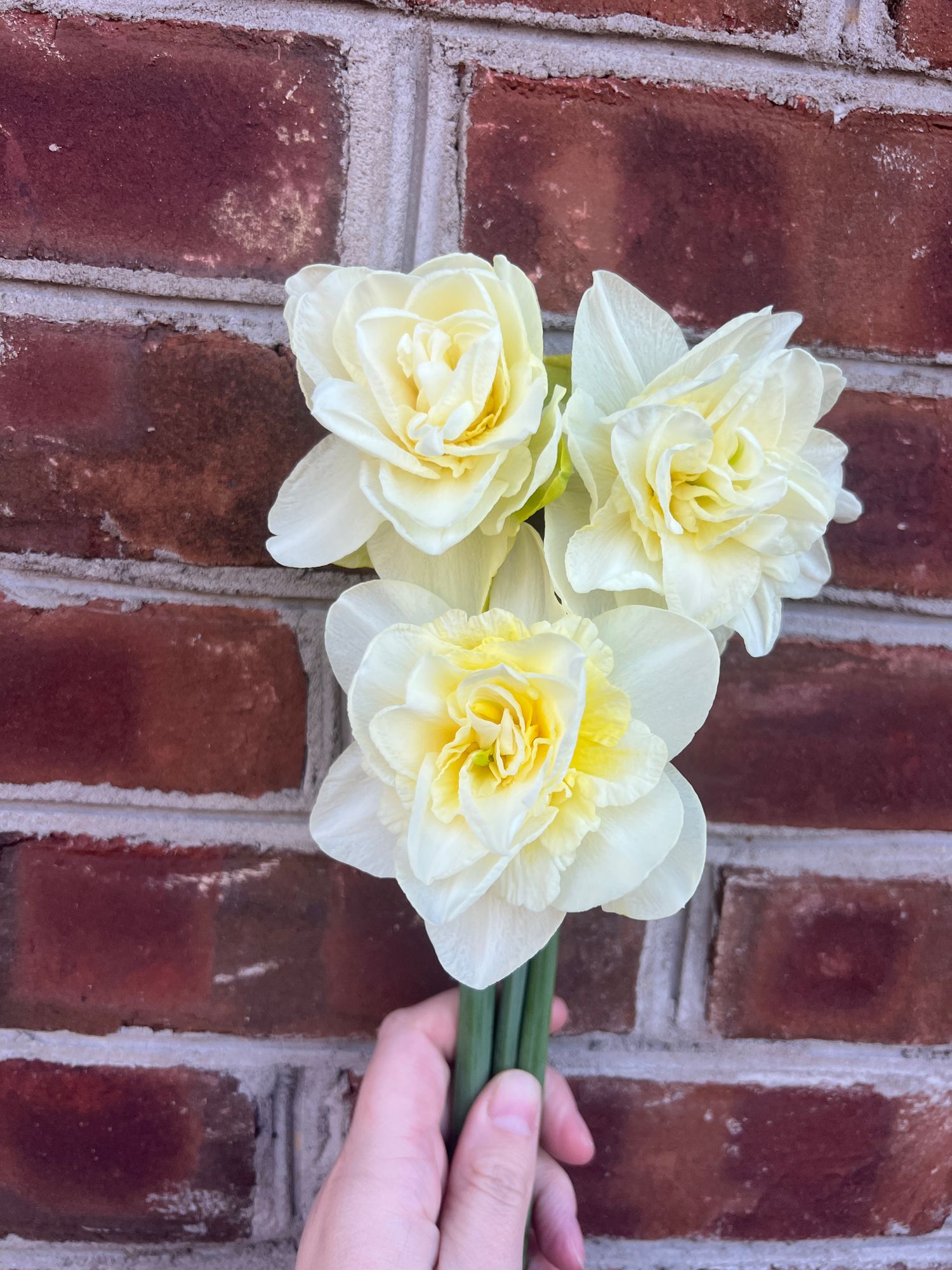 NARCISSUS Obdam