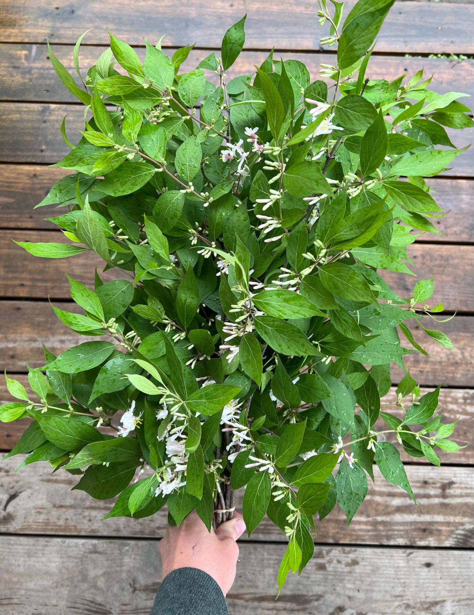 LONICERA sp