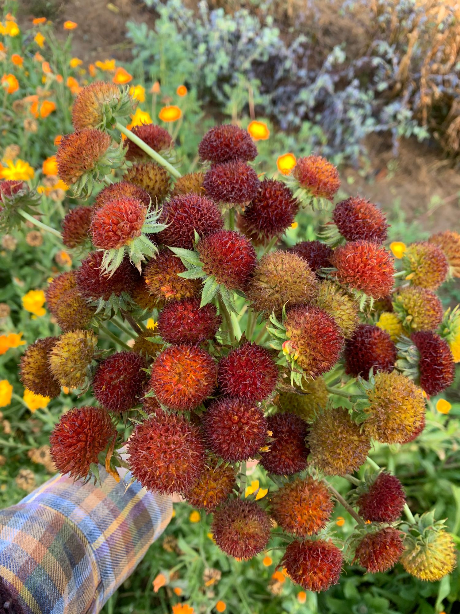 GAILLARDIA aristata