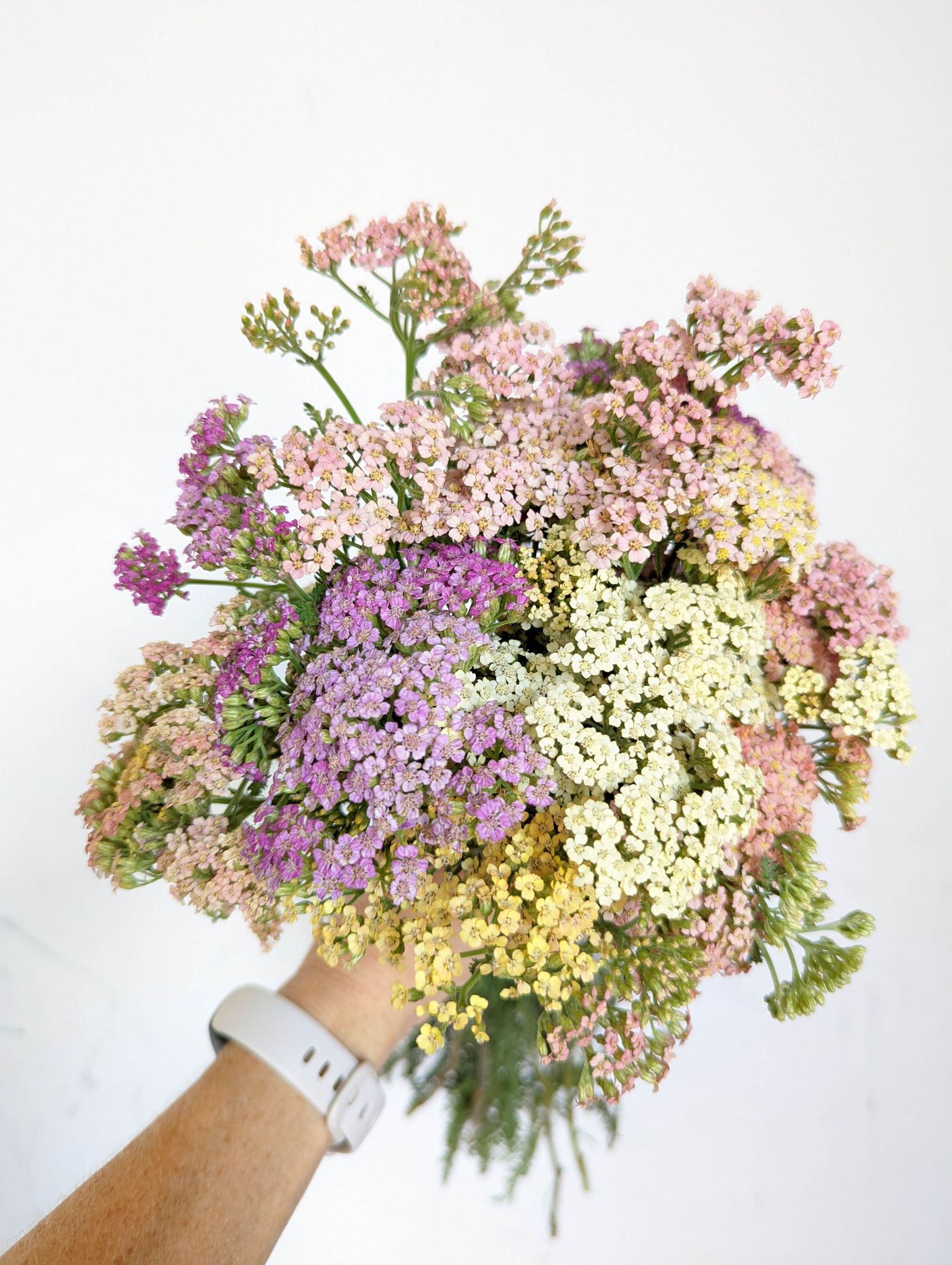 ACHILLEA millefolium