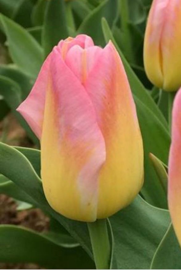 TULIPA Tom Pouce