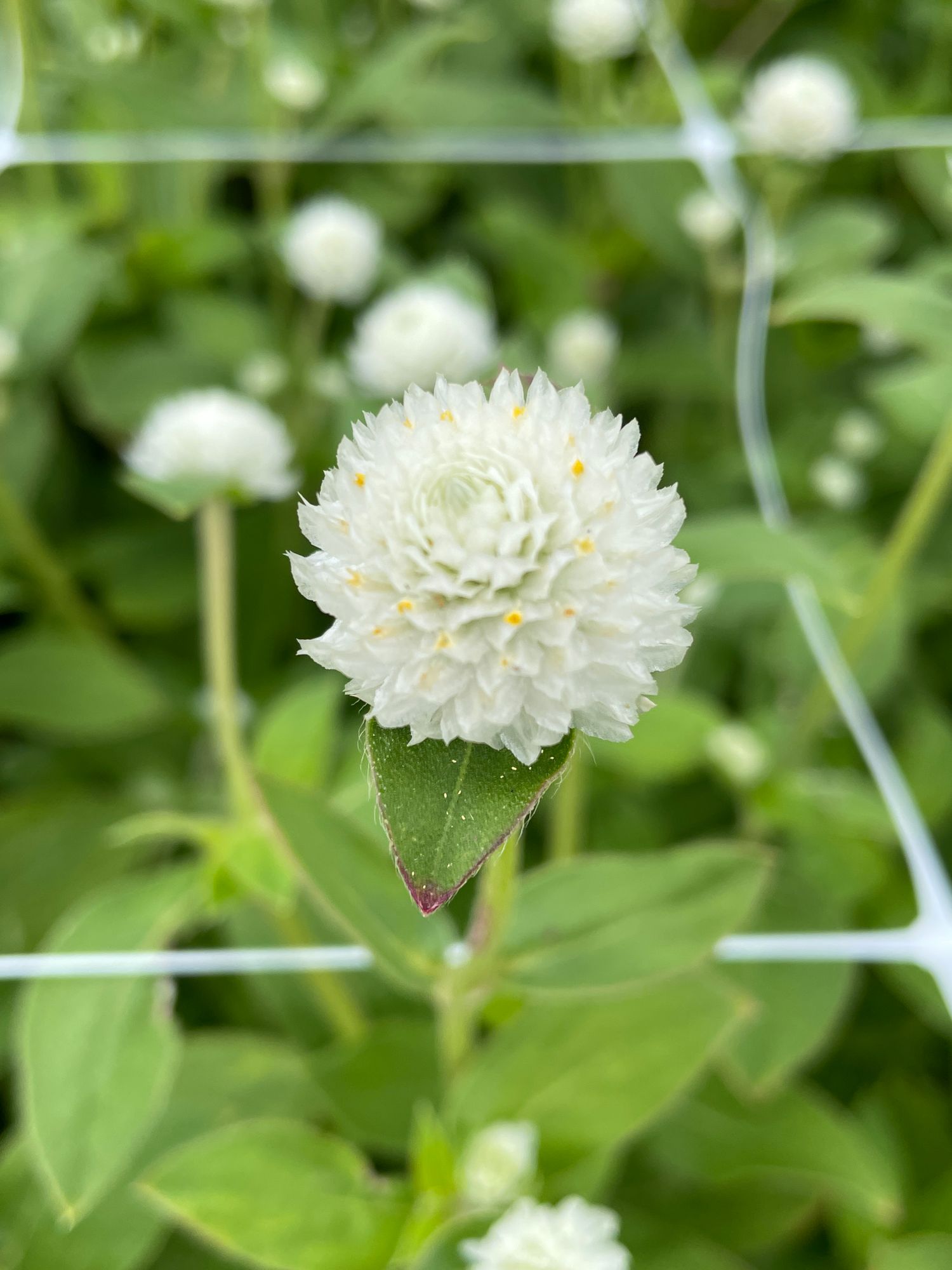 GOMPHRENA globosa Audray