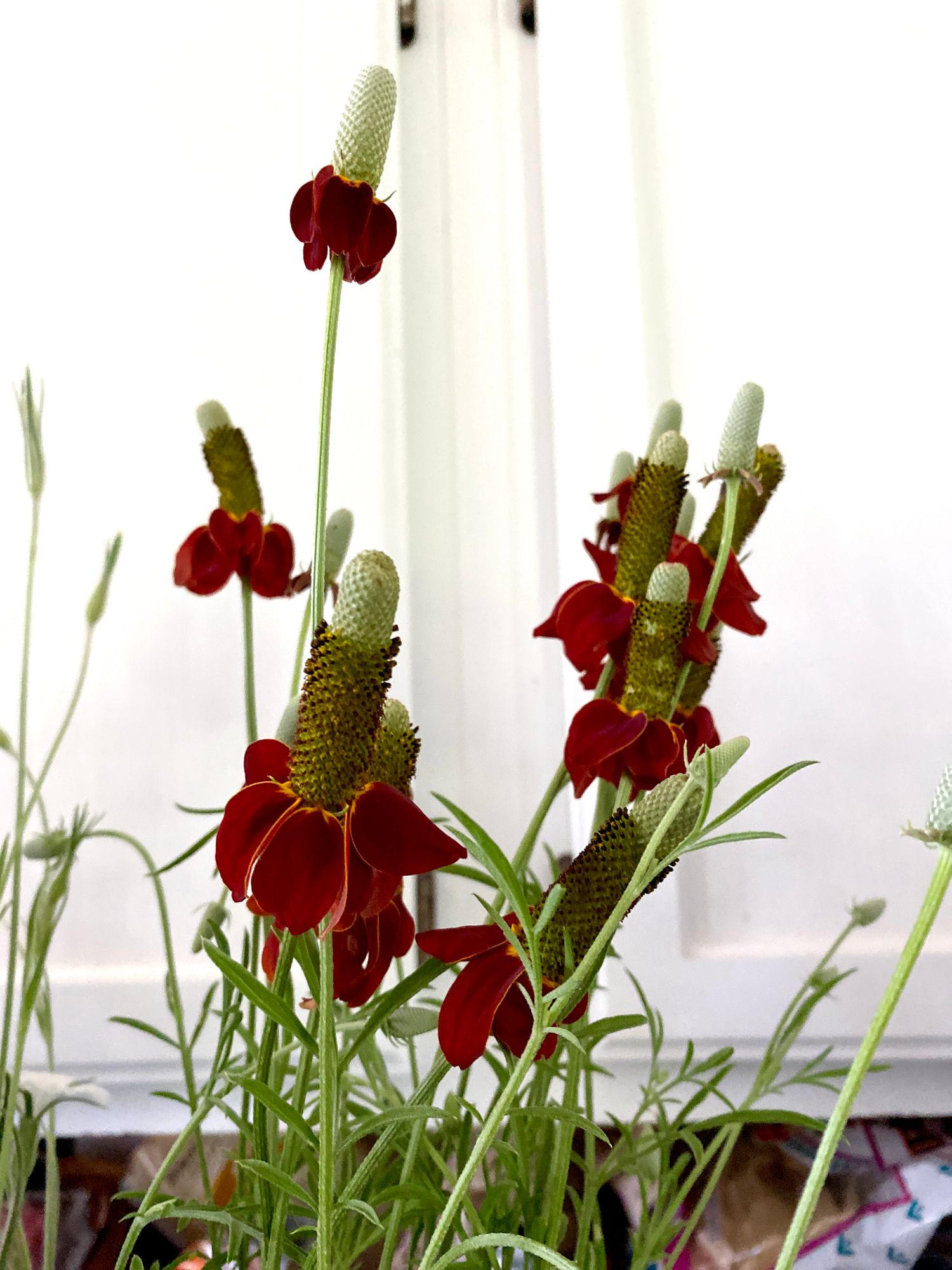 RATIBIDA columnifera