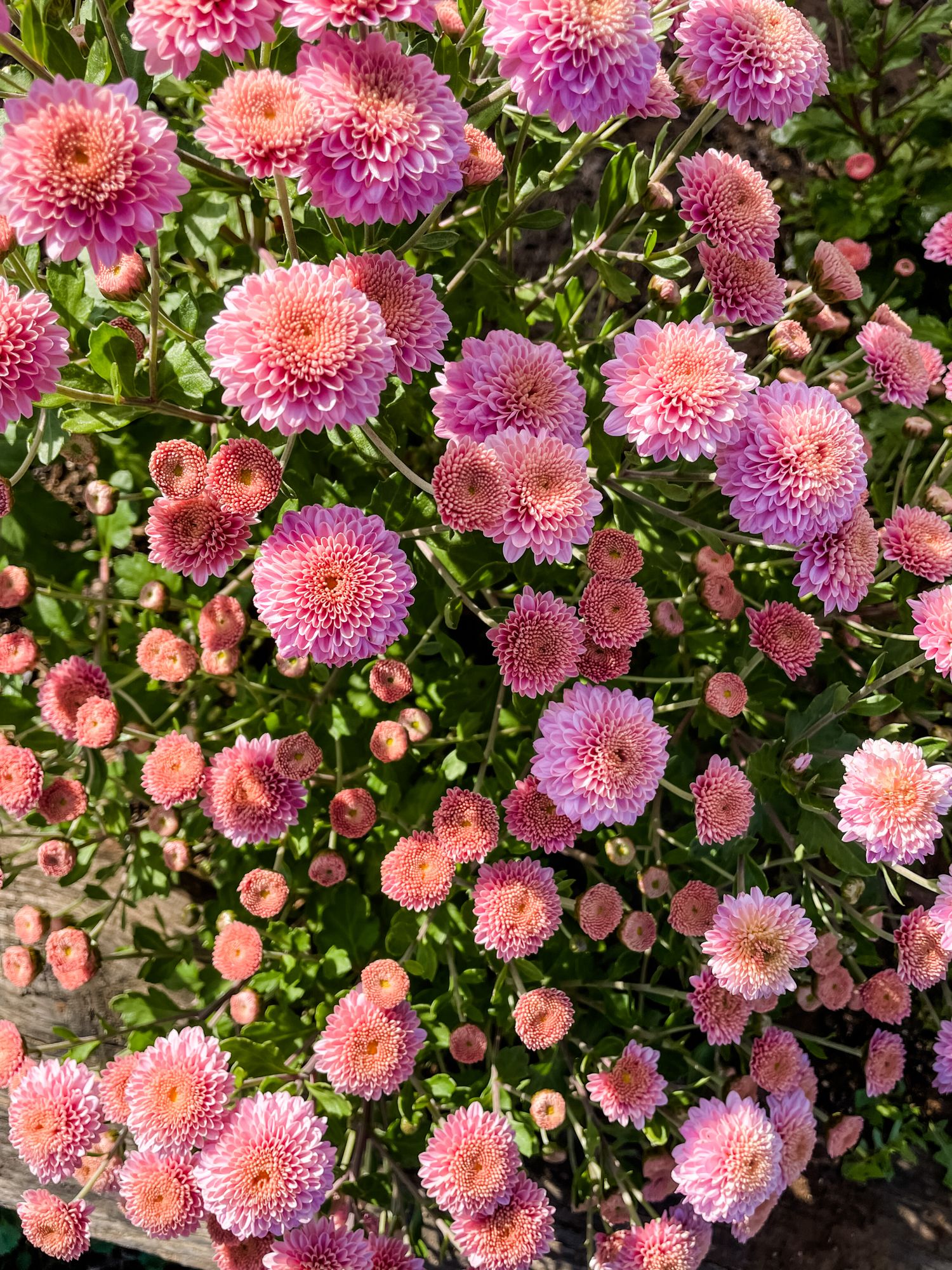 CHRYSANTHEMUM
