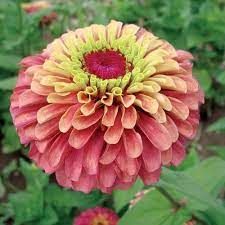 ZINNIA elegans Queeny Lime Red