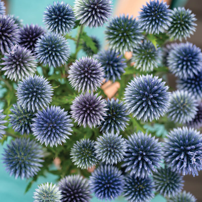 ECHINOPS ritro