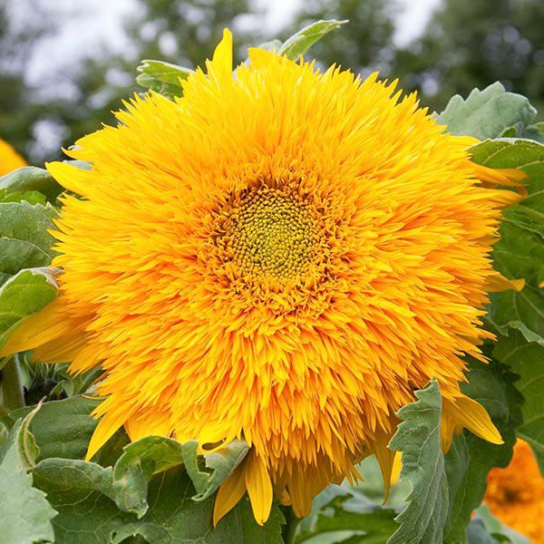 HELIANTHUS annuus Goldy Double