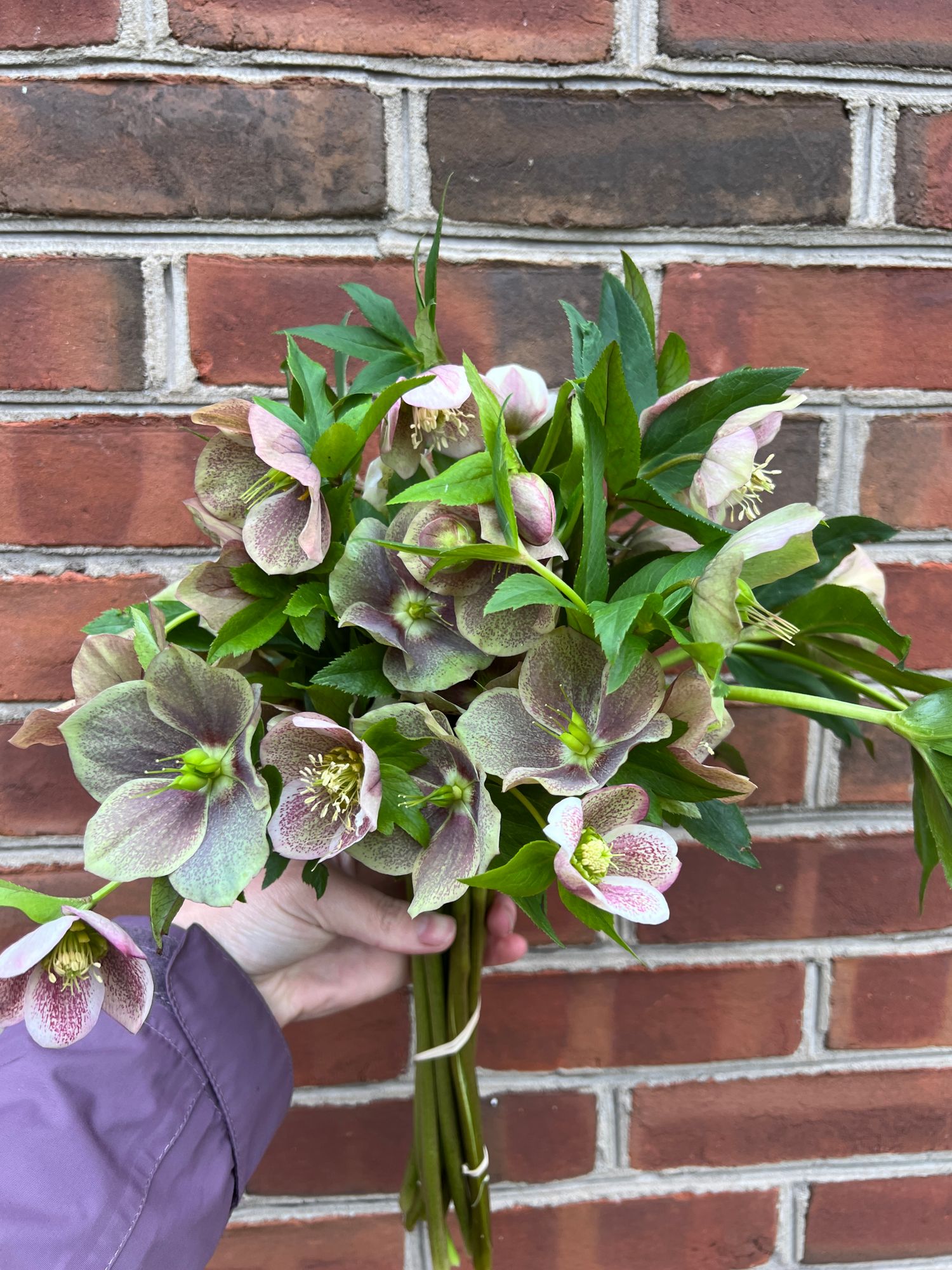 HELLEBORUS x hybridus