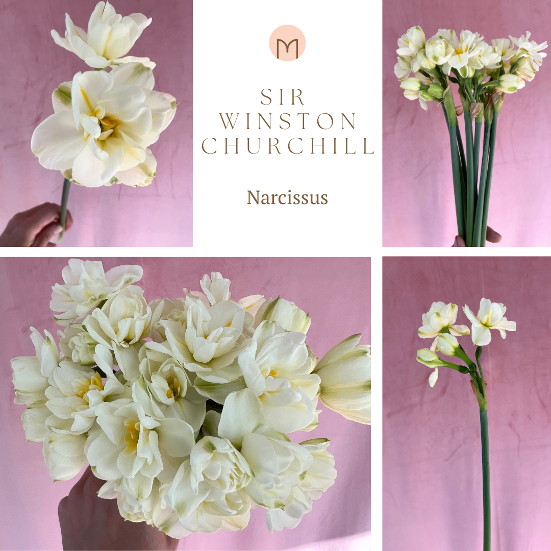 NARCISSUS Sir Winston Churchill