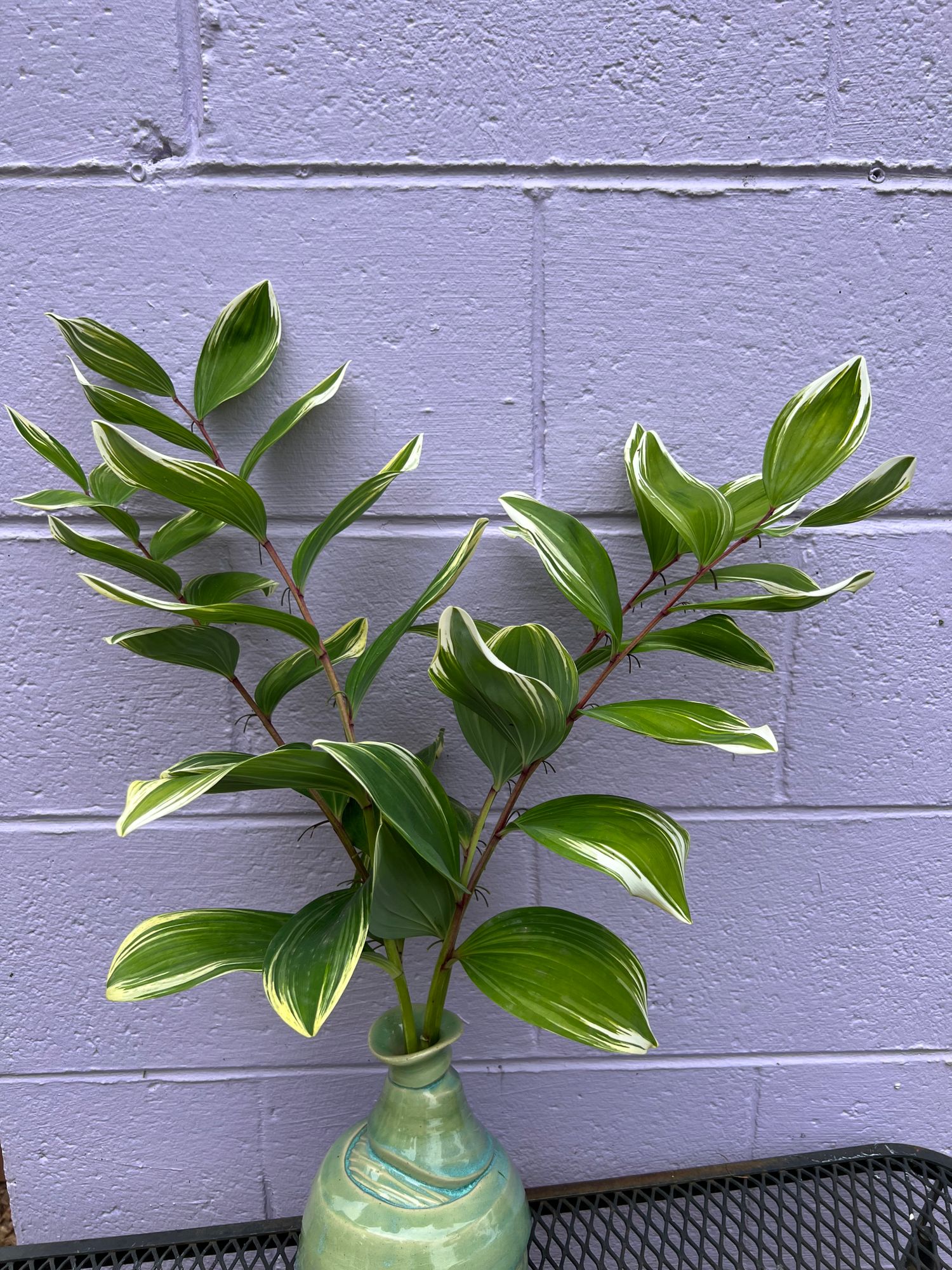 POLYGONATUM odoratum Variegatum
