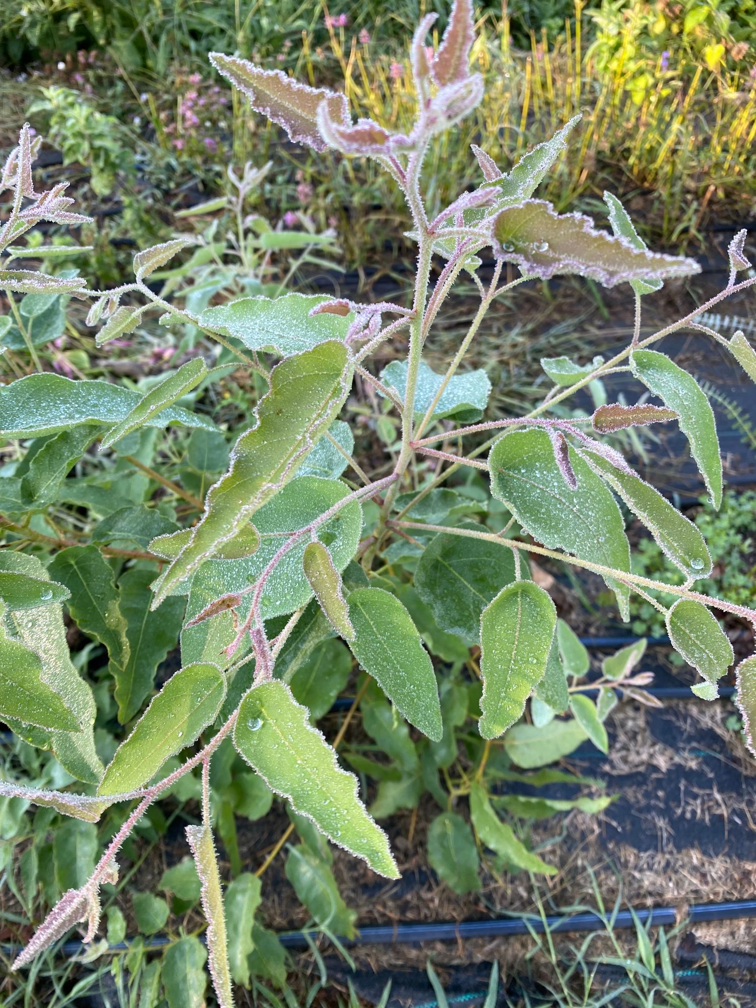 EUCALYPTUS