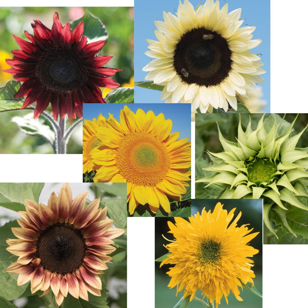 HELIANTHUS